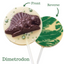 Image shows Fetcha Chocolates handmade solid white chocolate lollipops from front and back view with milk chocoloate 3D dinosaur decoration. The lollipops are vegan, dairy free, gluten free and soy free and come in plastic-free packaging.