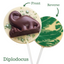 Image shows Fetcha Chocolates handmade solid white chocolate lollipops from front and back view with milk chocoloate 3D dinosaur decoration. The lollipops are vegan, dairy free, gluten free and soy free and come in plastic-free packaging.